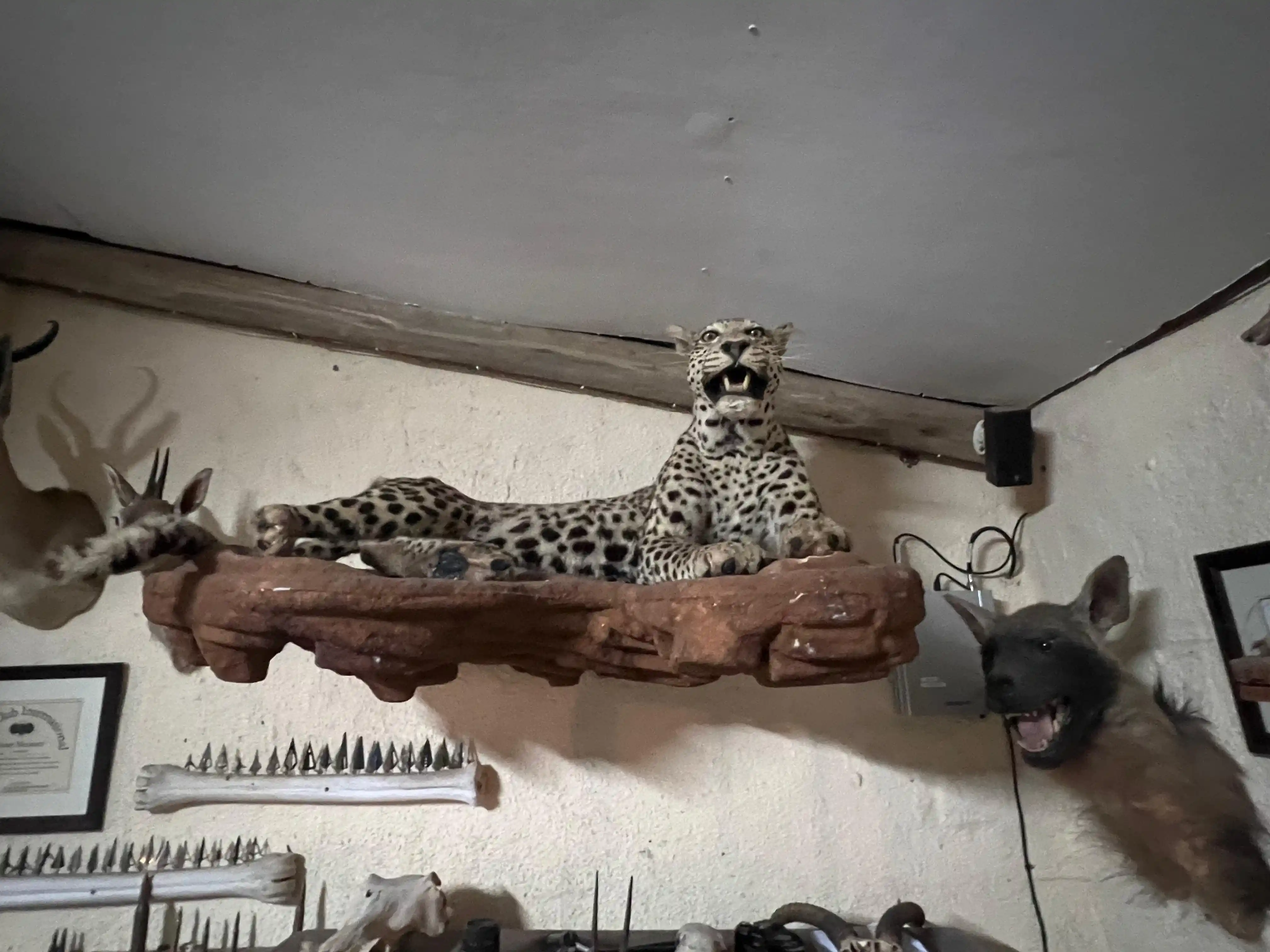 Curso de Cazador Profesional - La finalización exitosa del curso PH es un requisito legal para individuos que deseen organizar safaris de caza y guiar a clientes extranjeros en cazas en Sudáfrica. El curso nacionalmente acreditado se lleva a cabo en 10 días e incluye: ley de conservación de la naturaleza, métodos de medición de trofeos (SCI & RW), balística, identificación de huellas, manejo y tratamiento de trofeos, técnicas de caza, fotografía de trofeos, CITES, identificación de aves y mamíferos, marketing, administración, caza con arco, colocación de disparos, rastreo, disparo al vuelo, y evaluaciones prácticas y teóricas.